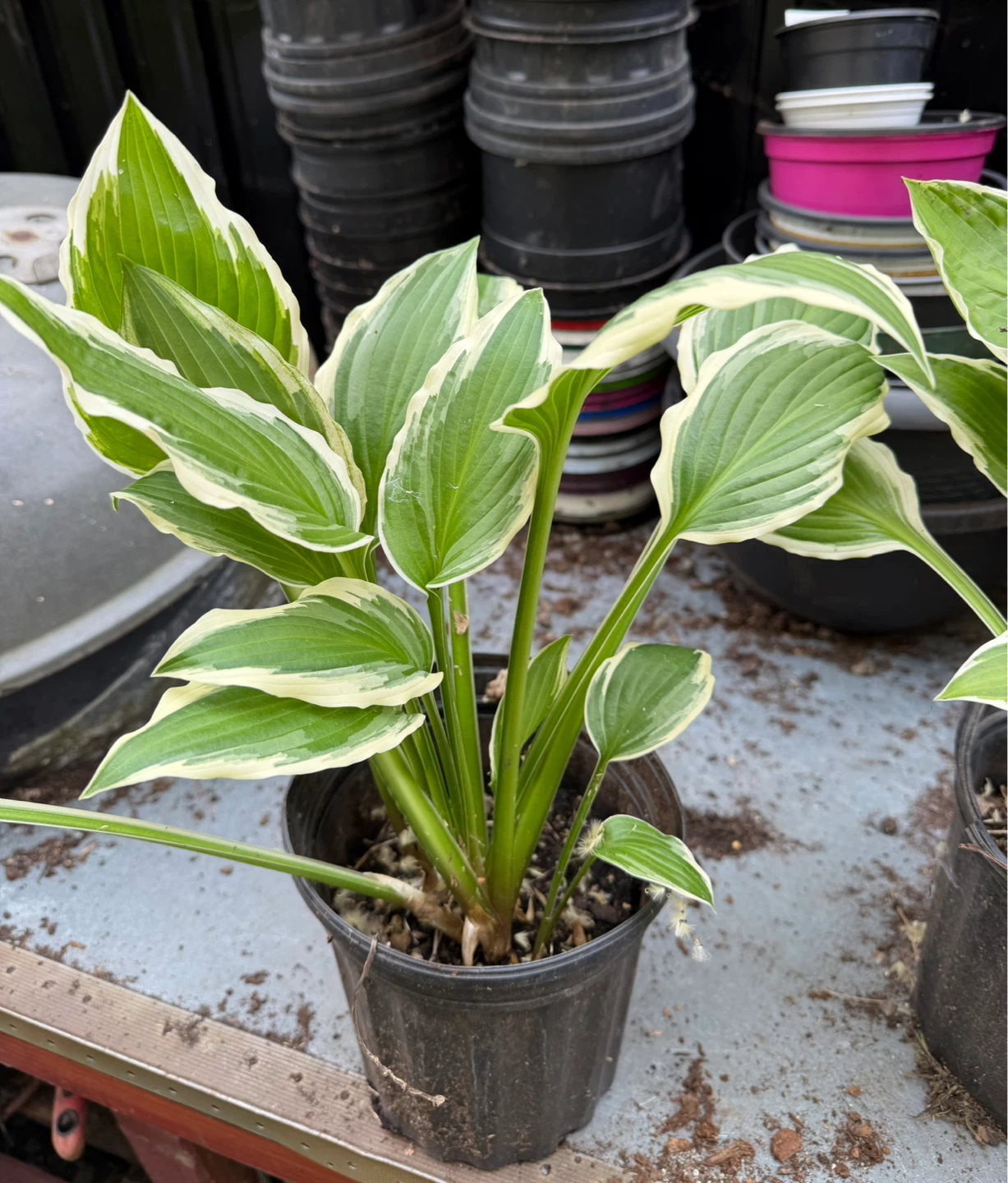 Variegated Hosta Plant