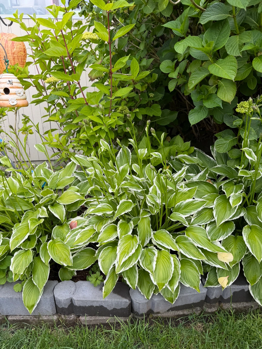 Variegated Hosta Plant - photo 3