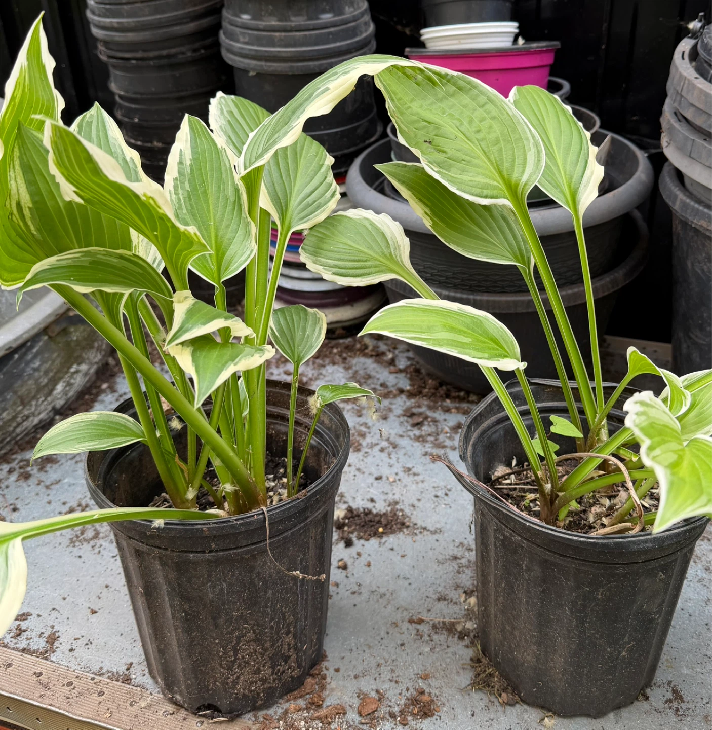 Variegated Hosta Plant - photo 2