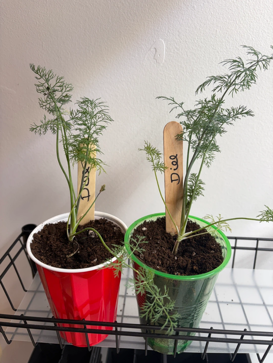 Young Dill Seedlings