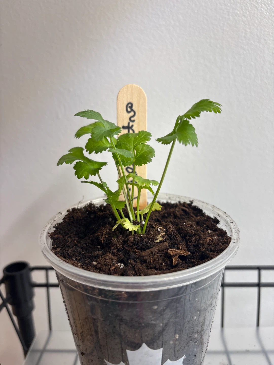 Cilantro Seedlings