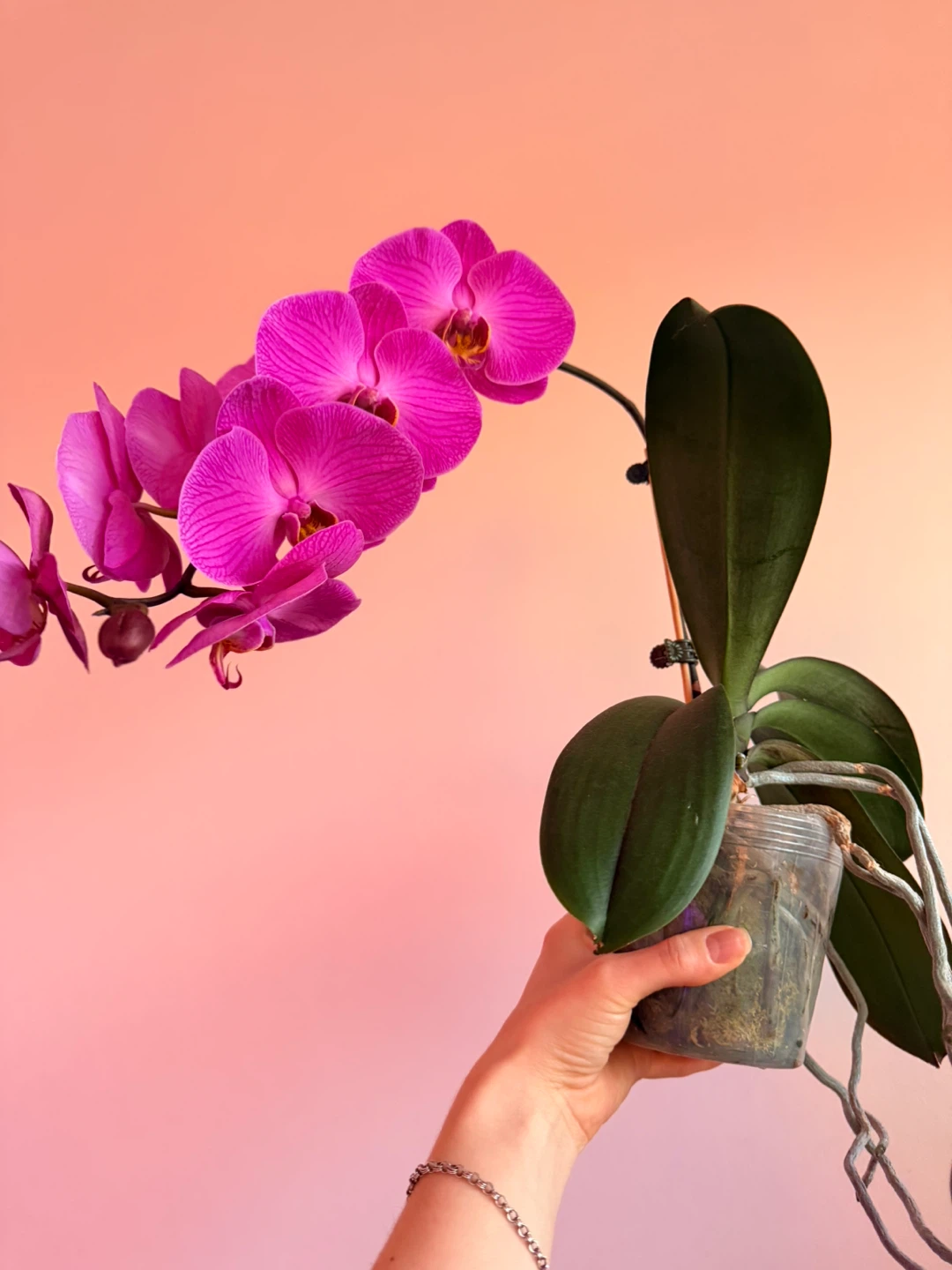 Potted Orchid Plant - photo 2