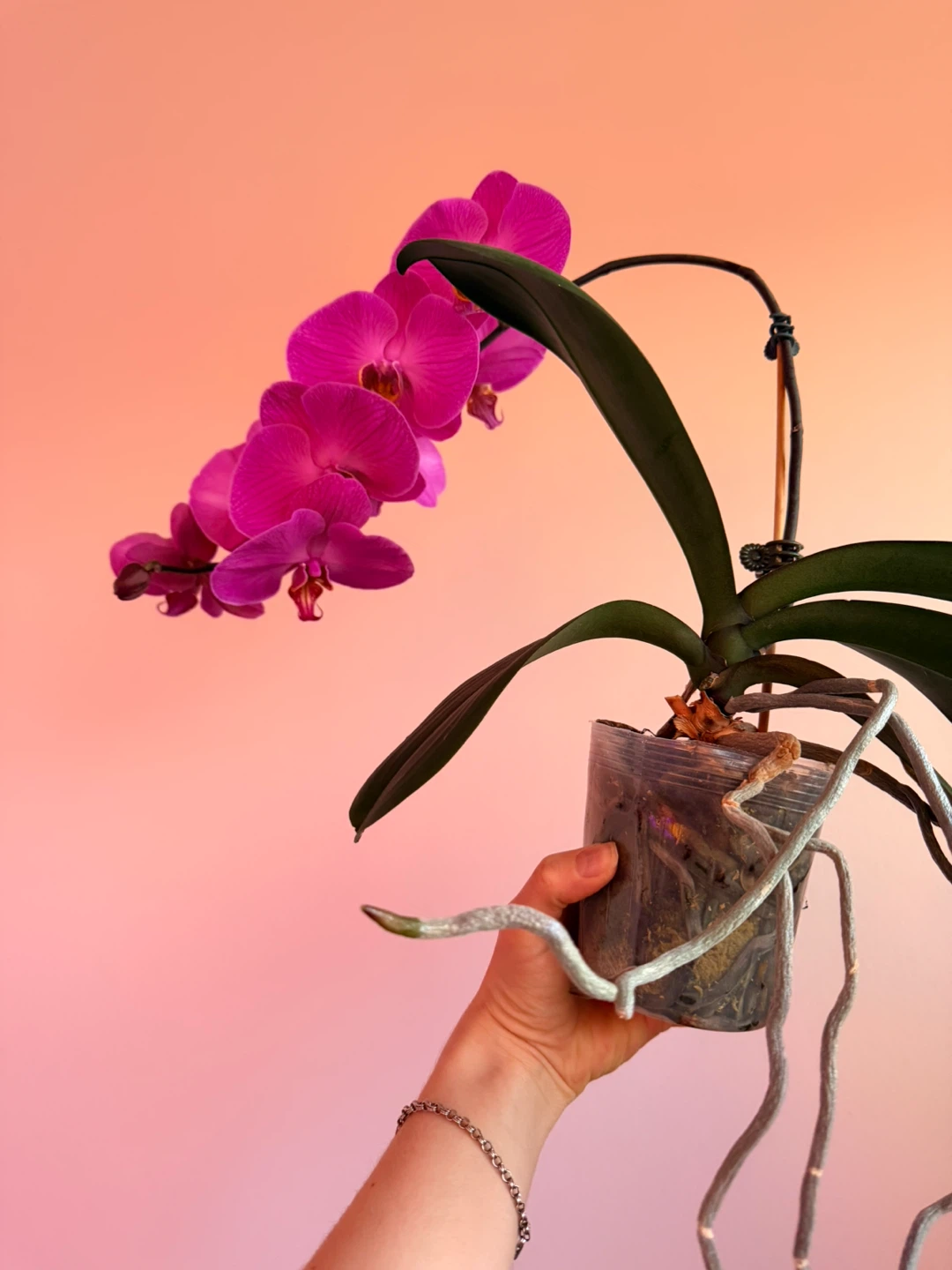 Potted Orchid Plant - photo 4