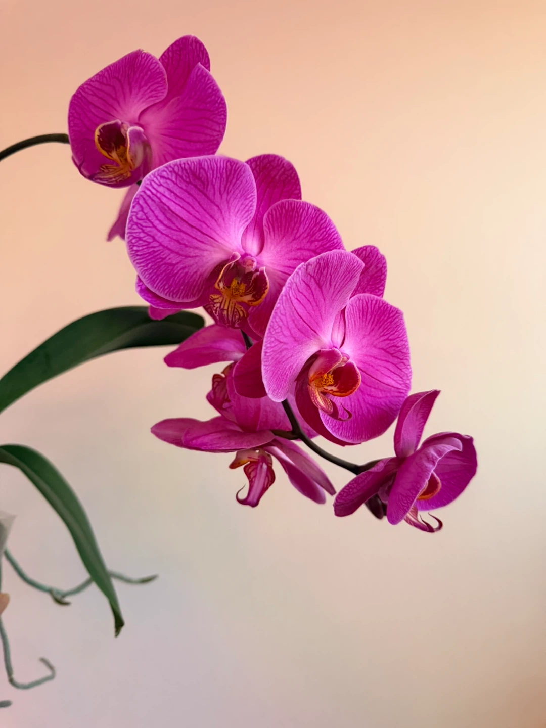 Potted Orchid Plant