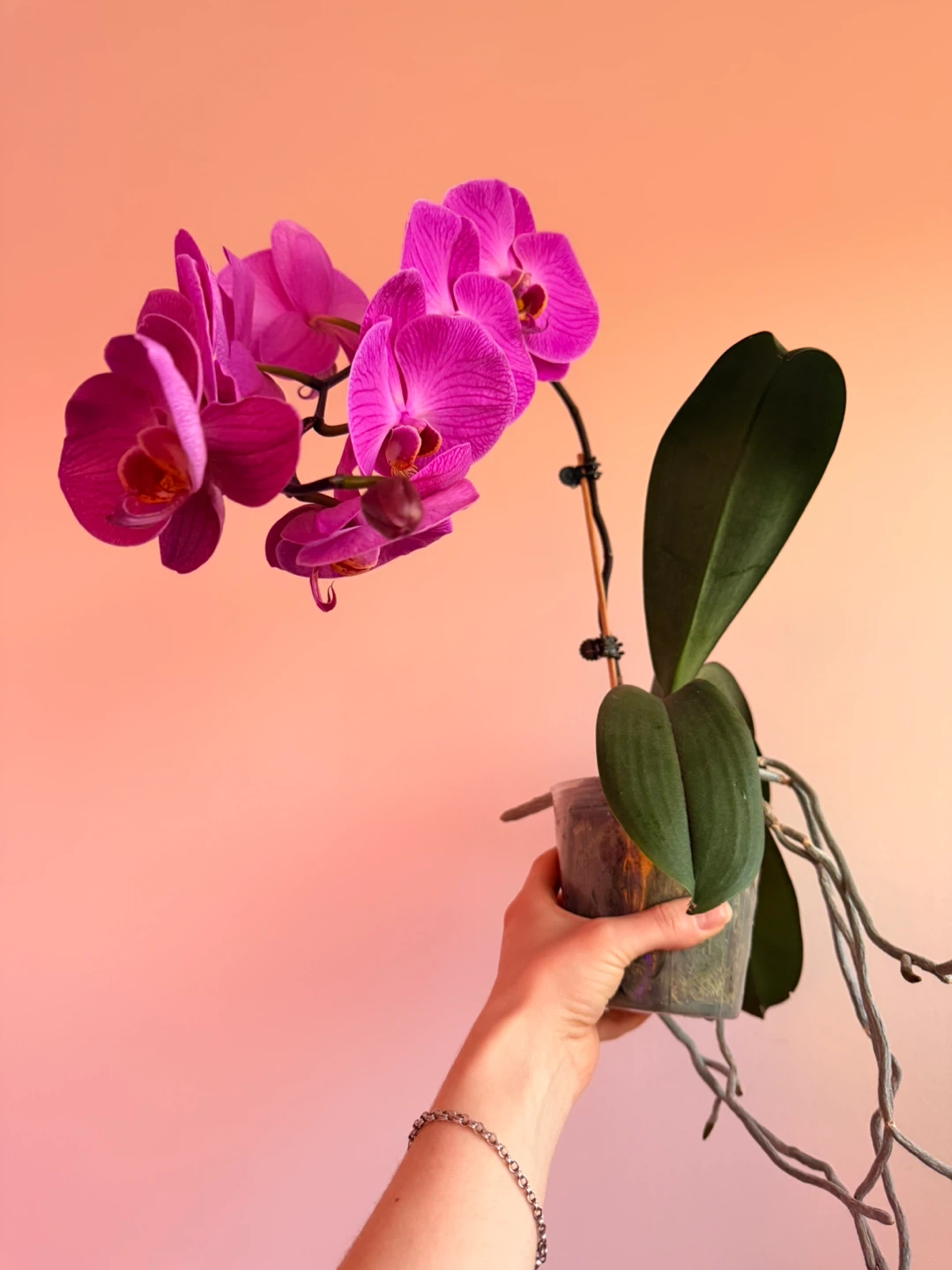 Potted Orchid Plant - photo 3