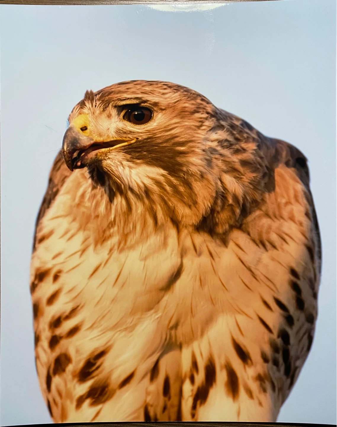Wildlife Photos From Toronto