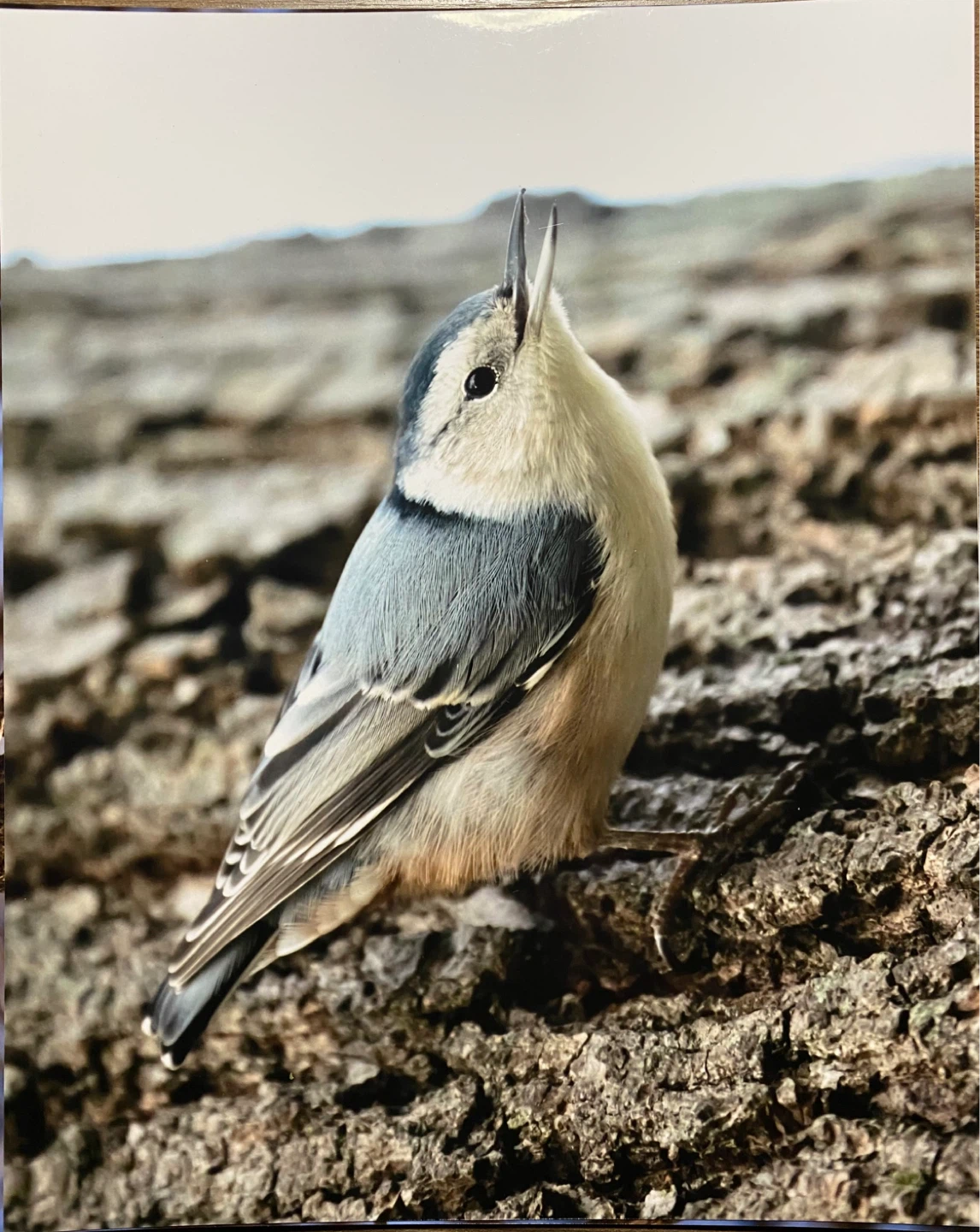 Wildlife Photos From Toronto - photo 2