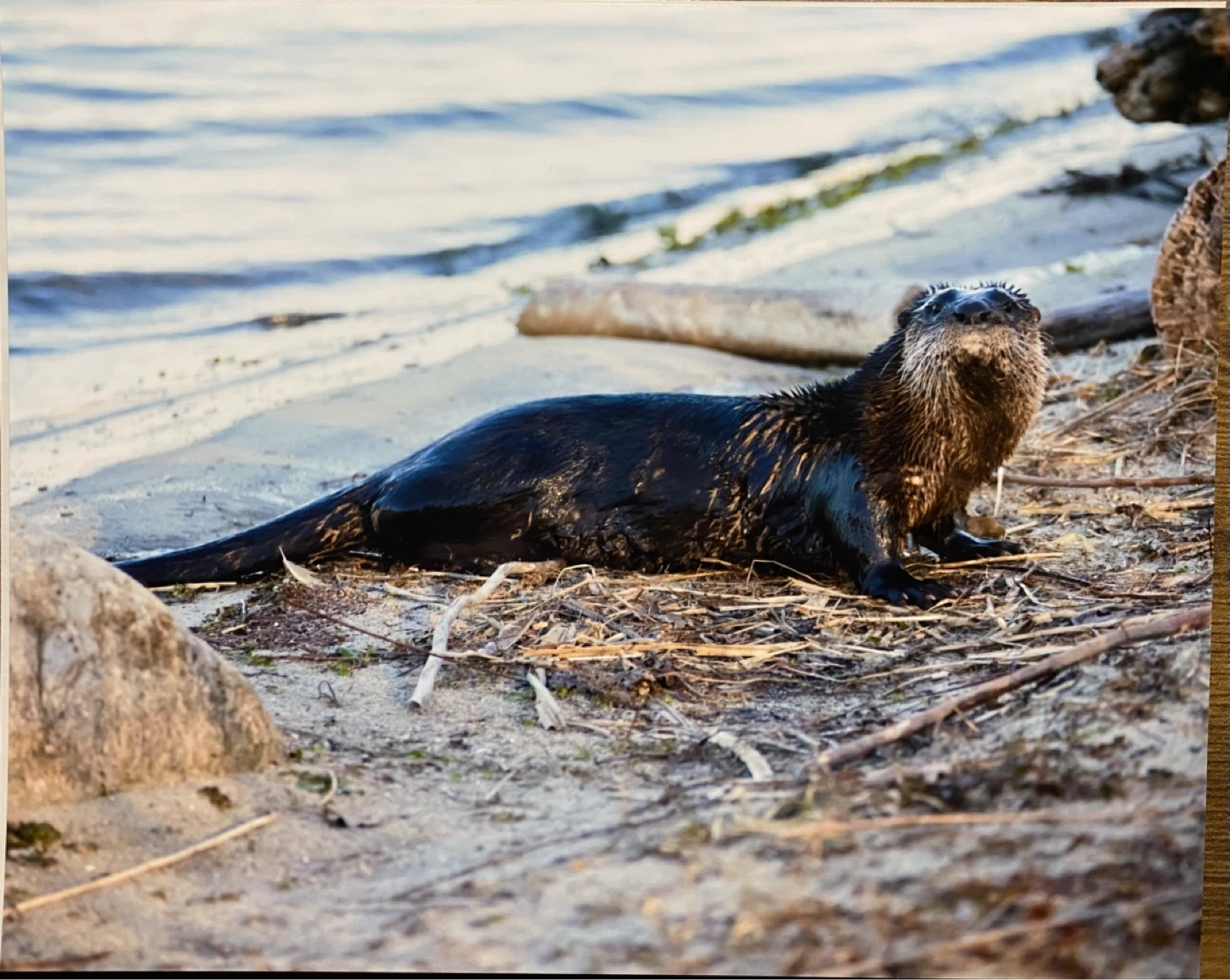 Wildlife Photos From Toronto - photo 4