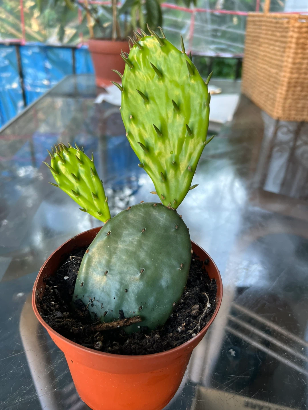 Potted Cactus Plant