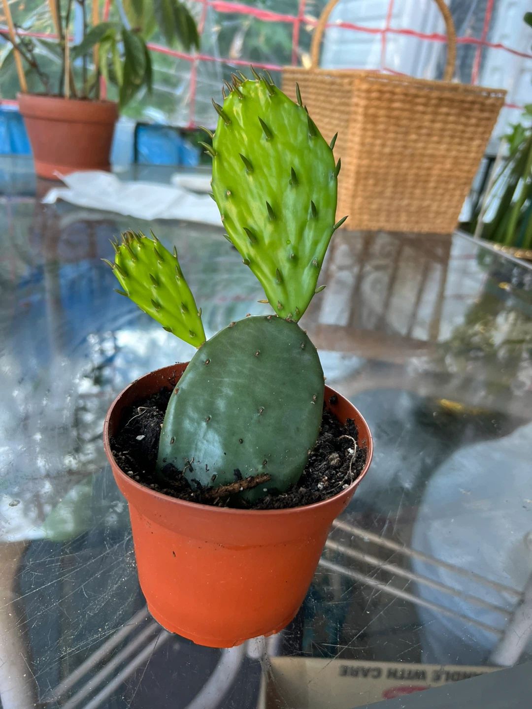 Potted Cactus Plant - photo 3