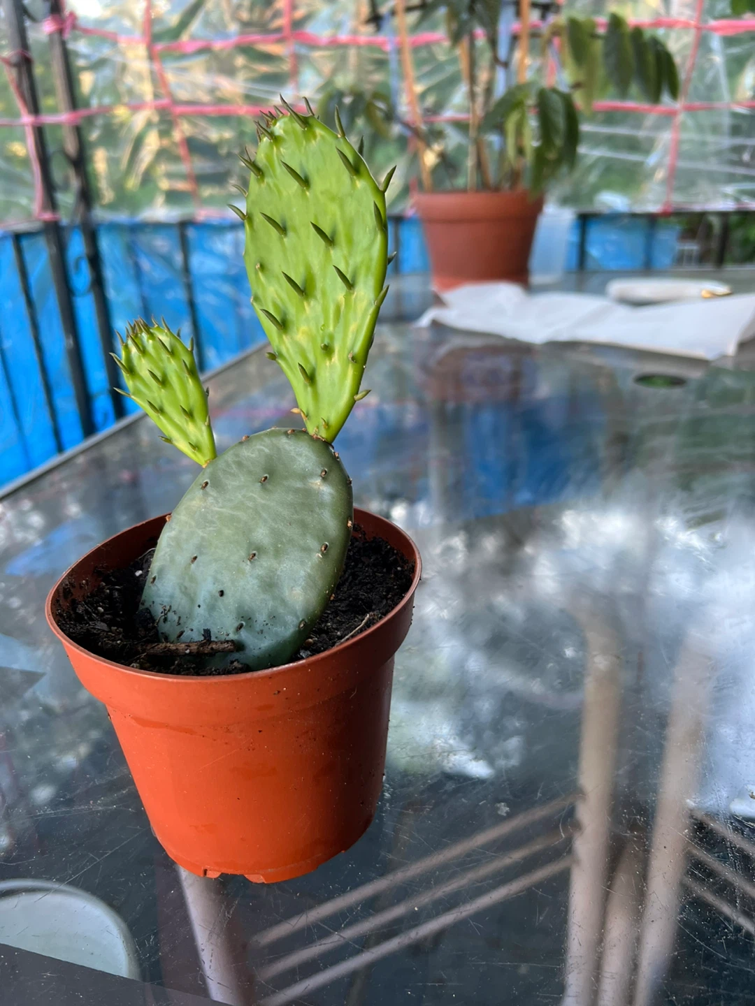 Potted Cactus Plant - photo 2