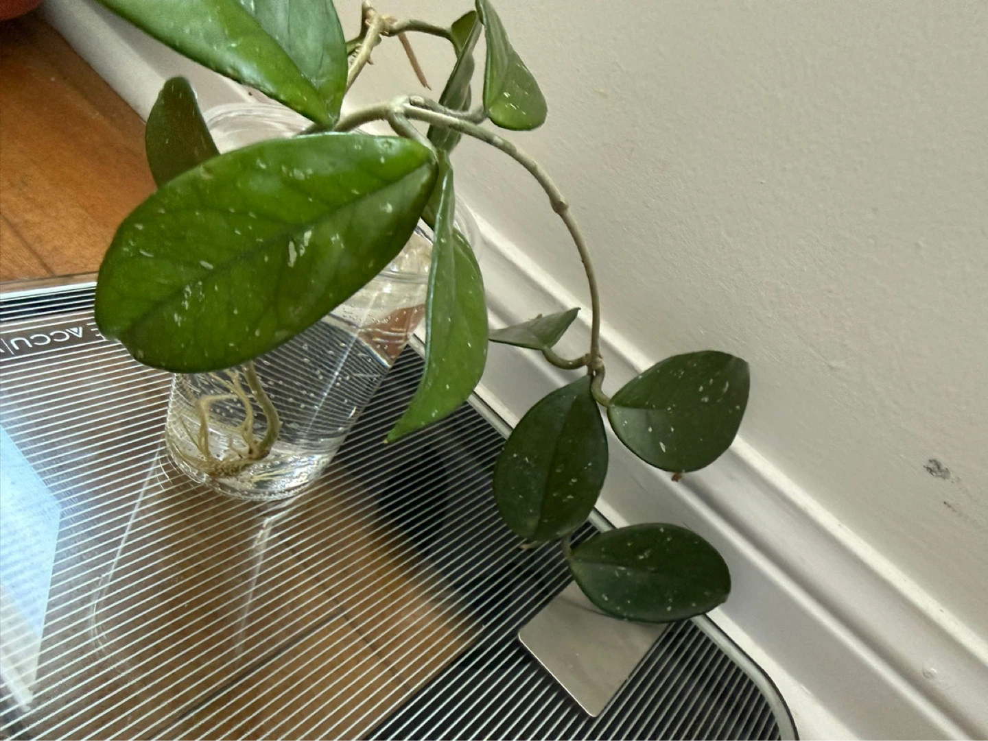 Hoya Carnosa 'Krimson Queen' Cutting - photo 3