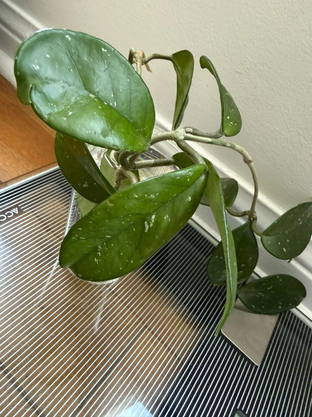 Hoya Carnosa 'Krimson Queen' Cutting