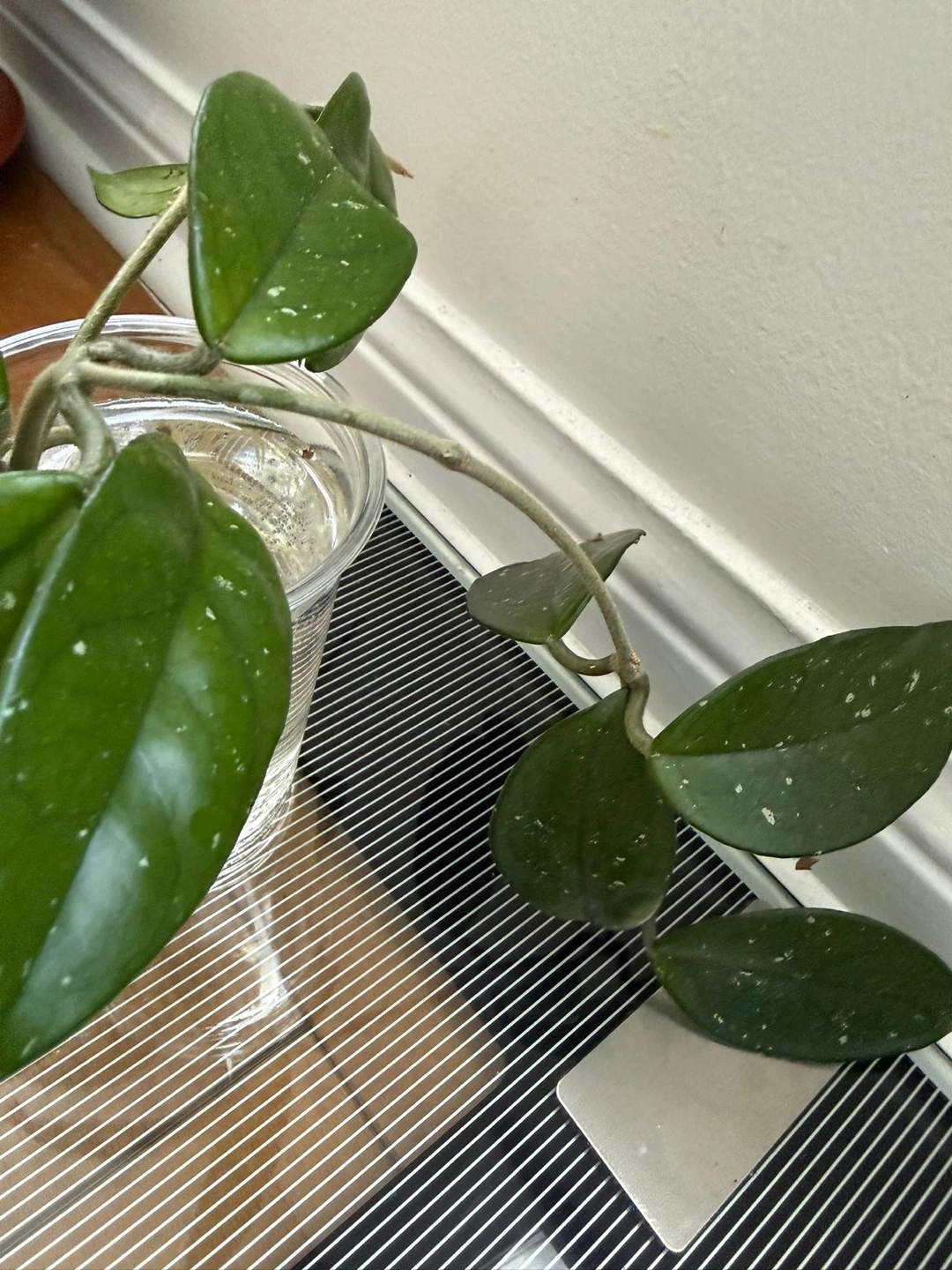 Hoya Carnosa 'Krimson Queen' Cutting - photo 5