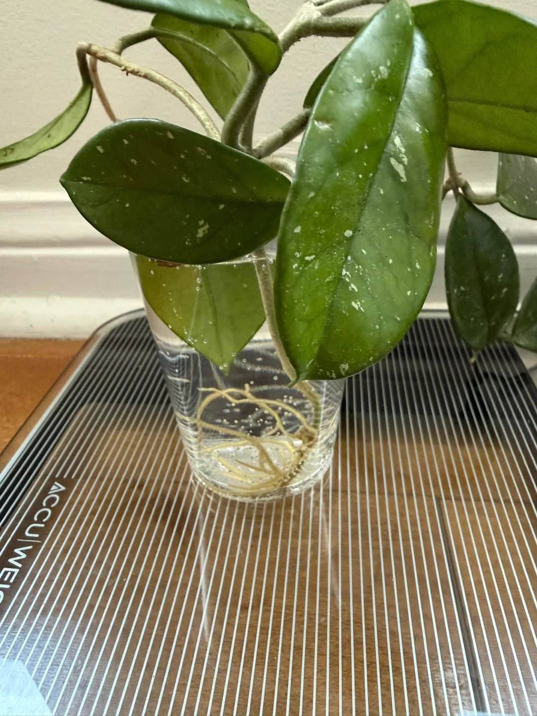Hoya Carnosa 'Krimson Queen' Cutting - photo 4
