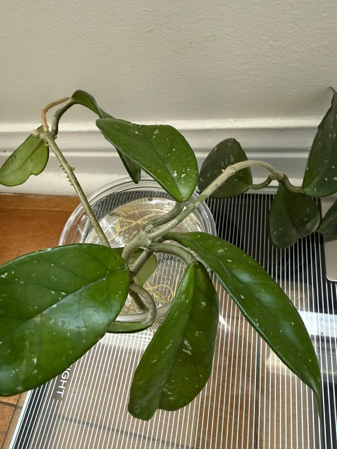 Hoya Carnosa 'Krimson Queen' Cutting - photo 2