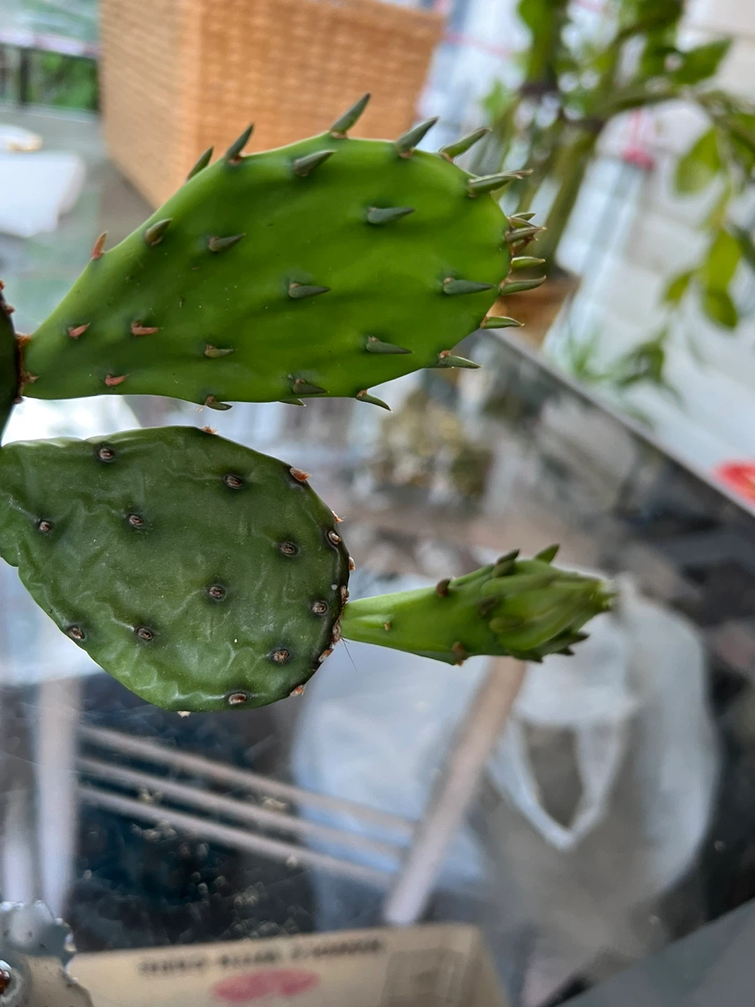 Prickly Pear Cactus Plant - photo 4