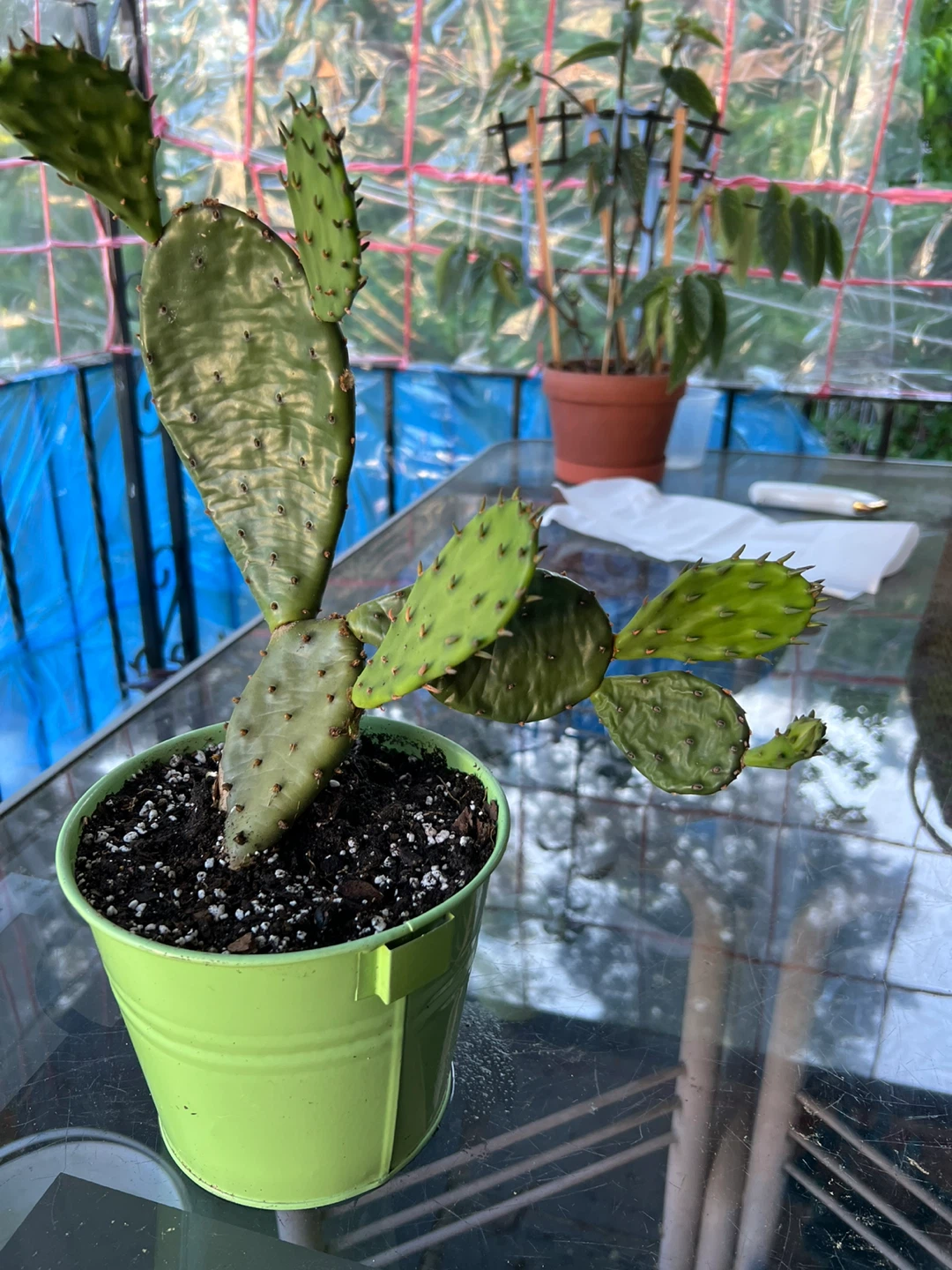 Prickly Pear Cactus Plant