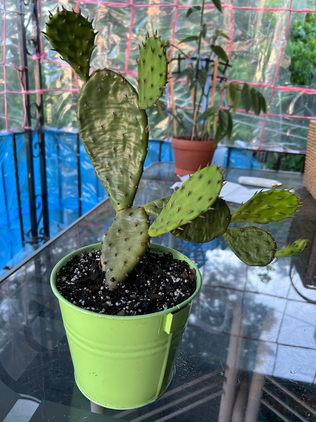 Prickly Pear Cactus Plant - photo 3