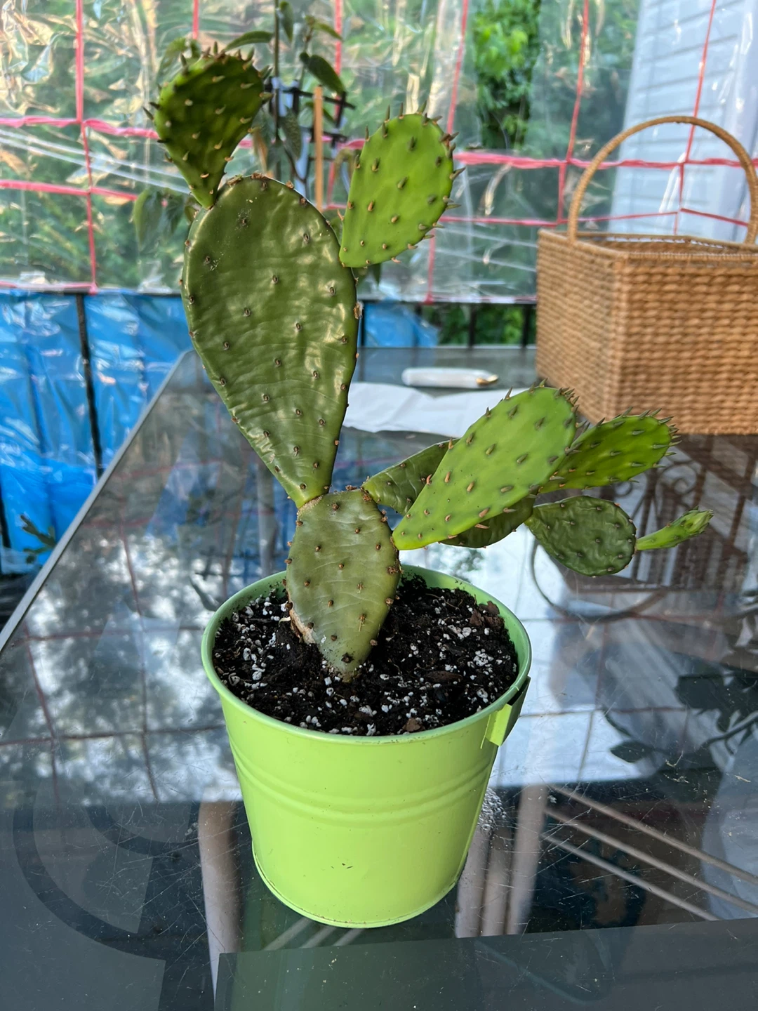 Prickly Pear Cactus Plant - photo 2