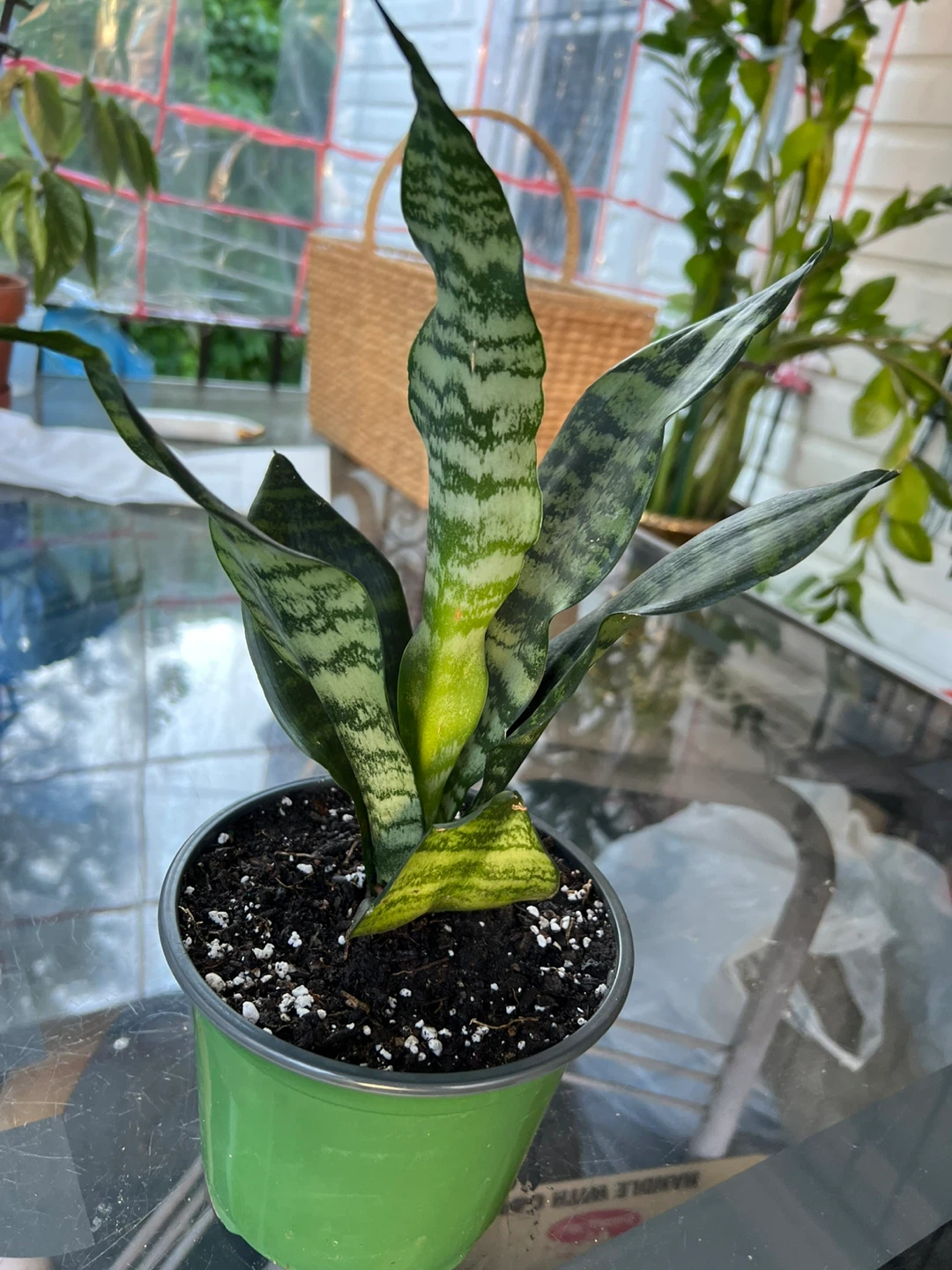 Sansevieria Snake Plant