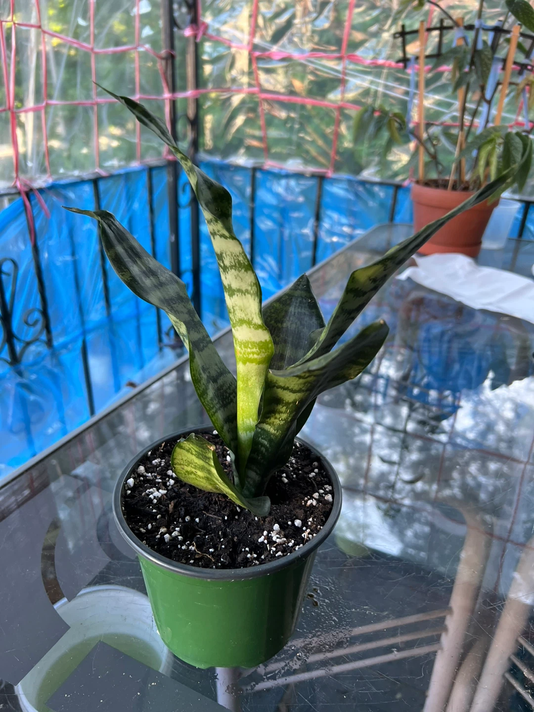 Sansevieria Snake Plant - photo 4