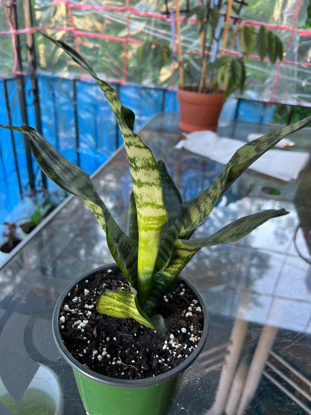 Sansevieria Snake Plant - photo 3