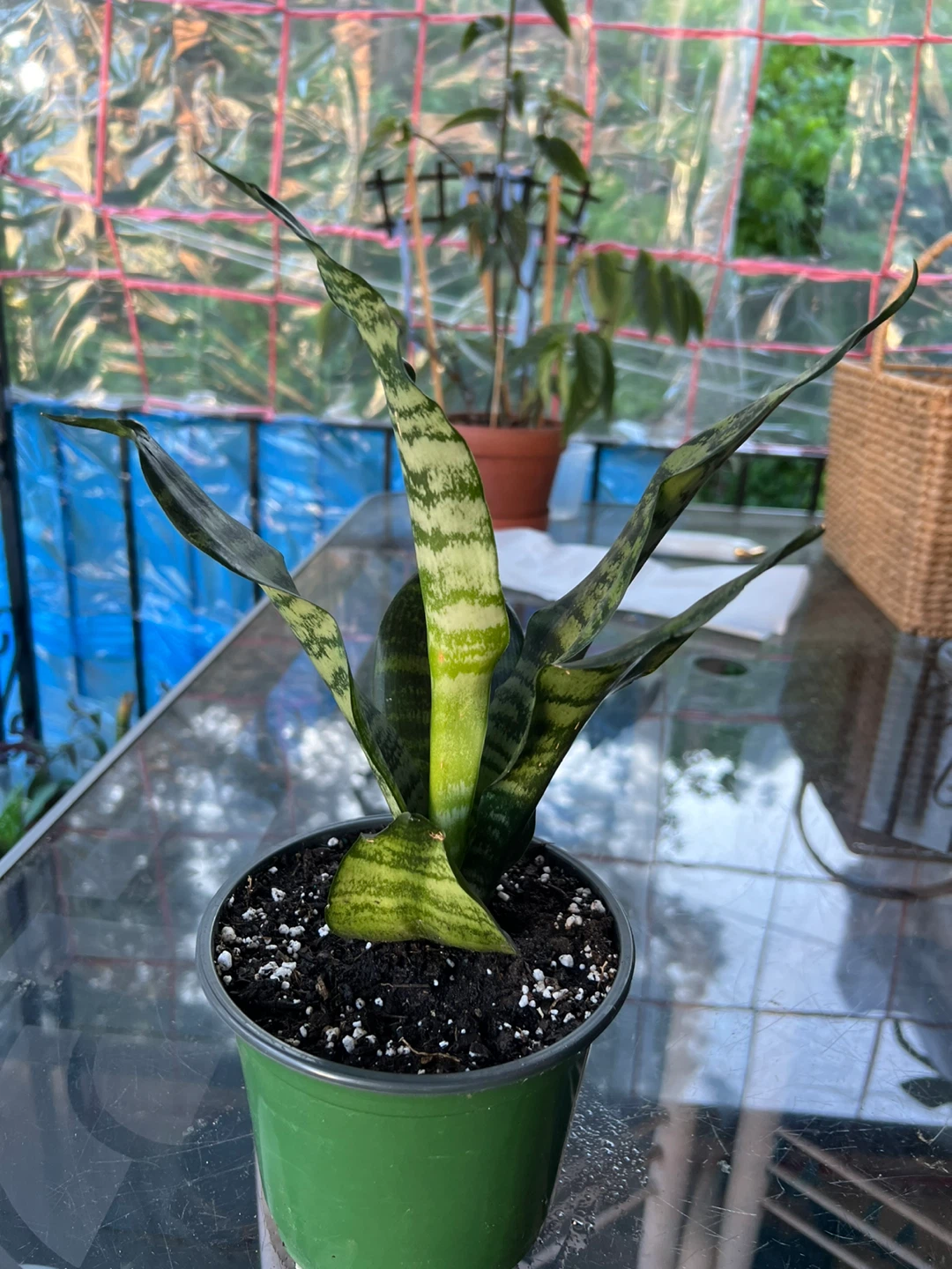 Sansevieria Snake Plant - photo 5