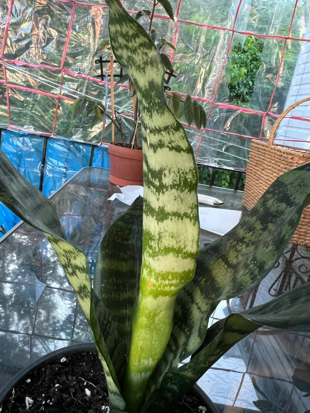 Sansevieria Snake Plant - photo 2