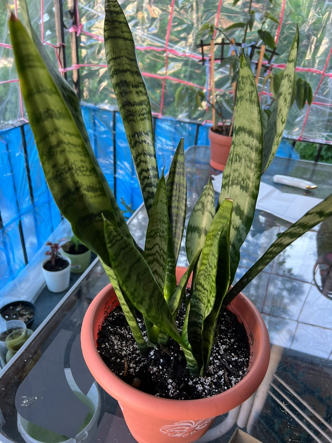 Beautiful big Snake Plant in Pot