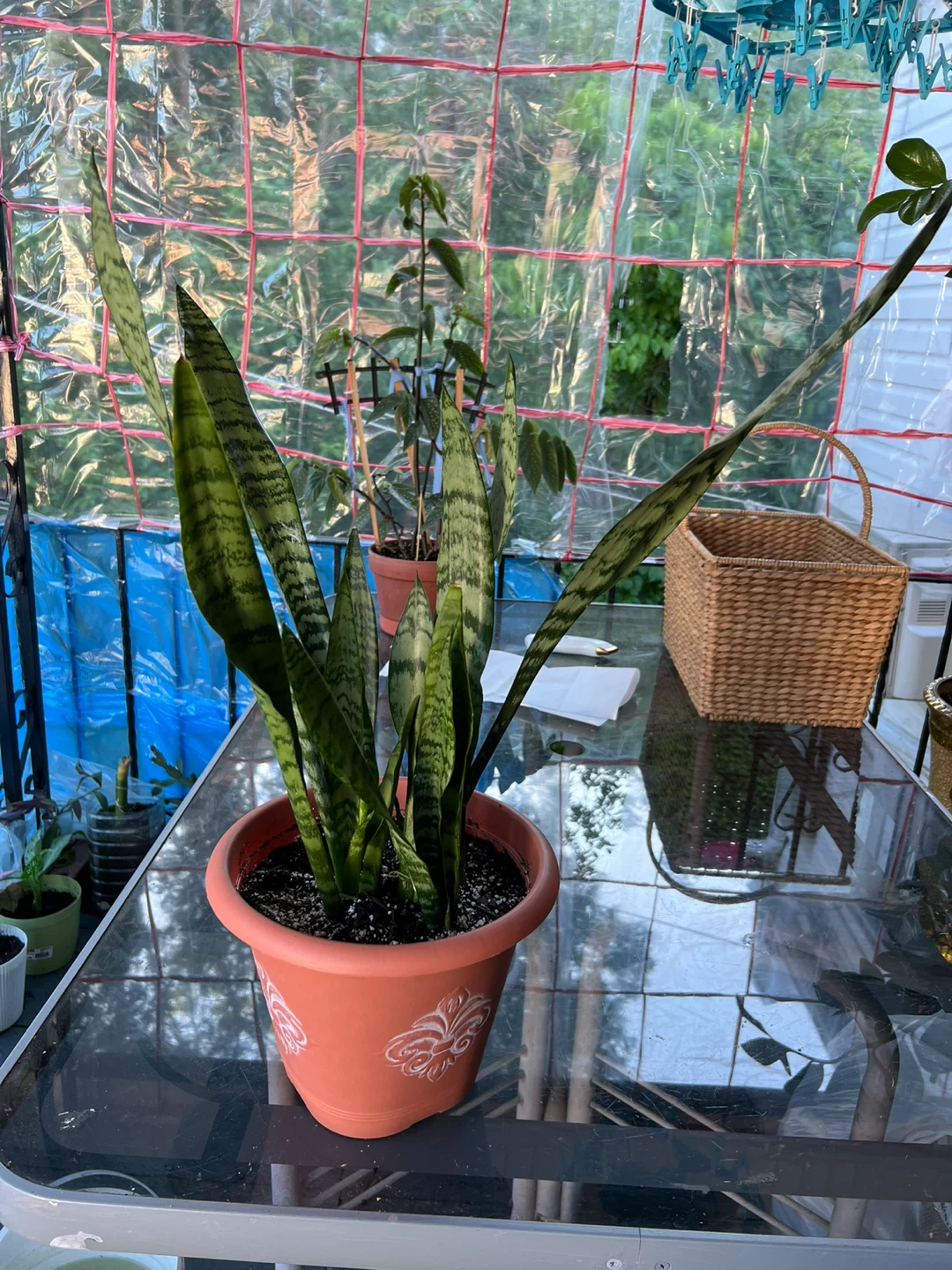 Beautiful big Snake Plant in Pot - photo 5
