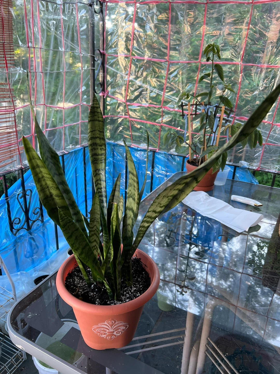 Beautiful big Snake Plant in Pot - photo 4