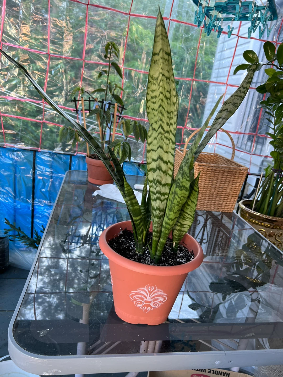 Beautiful big Snake Plant in Pot - photo 2