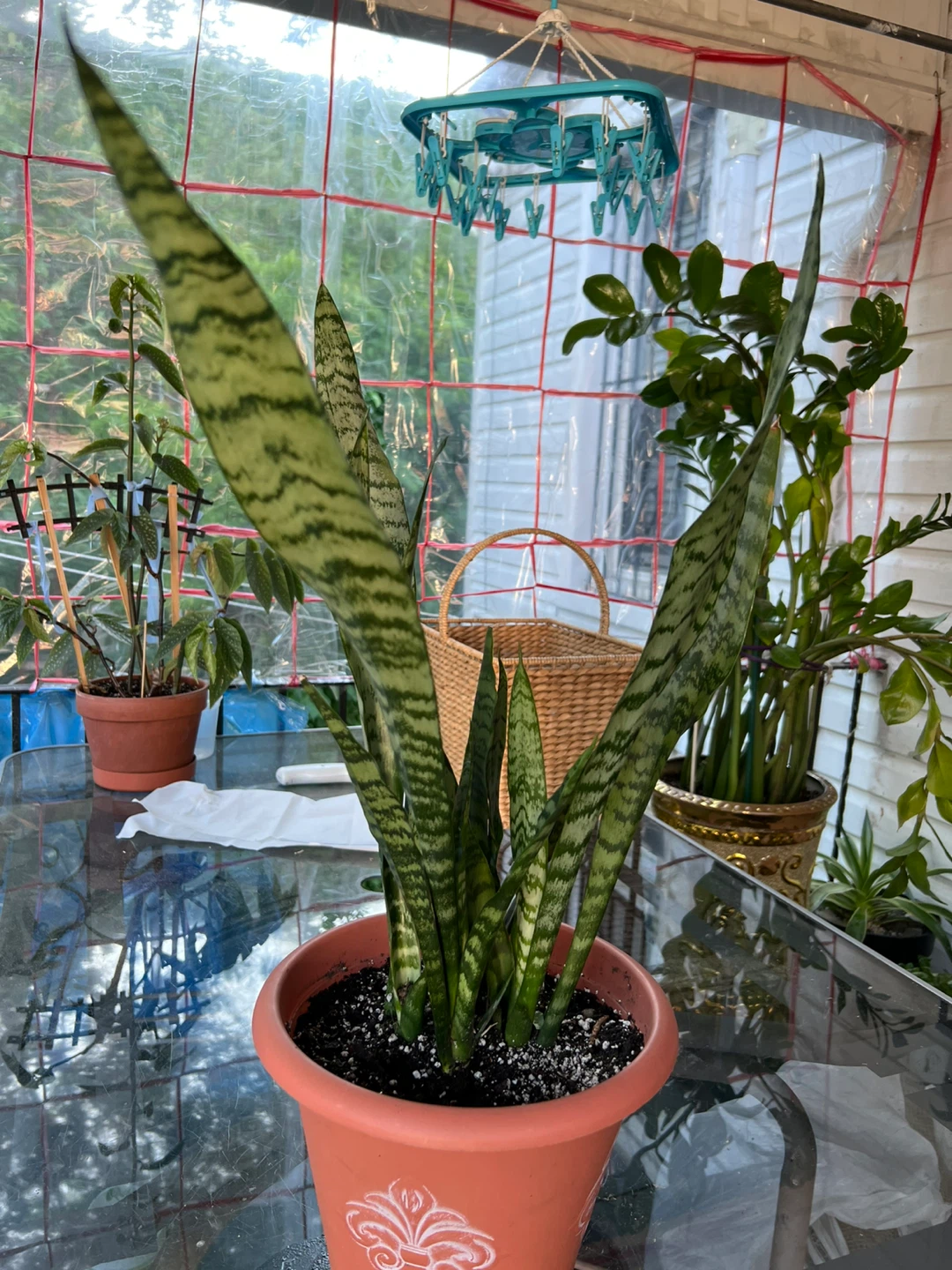 Beautiful big Snake Plant in Pot - photo 3
