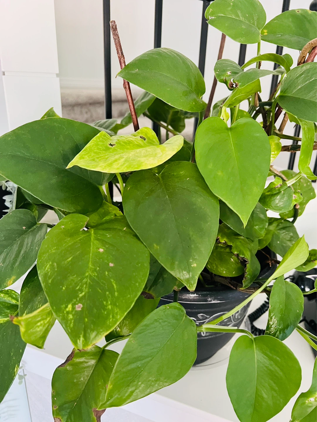 Pothos Plant in Decorative Pot - photo 2