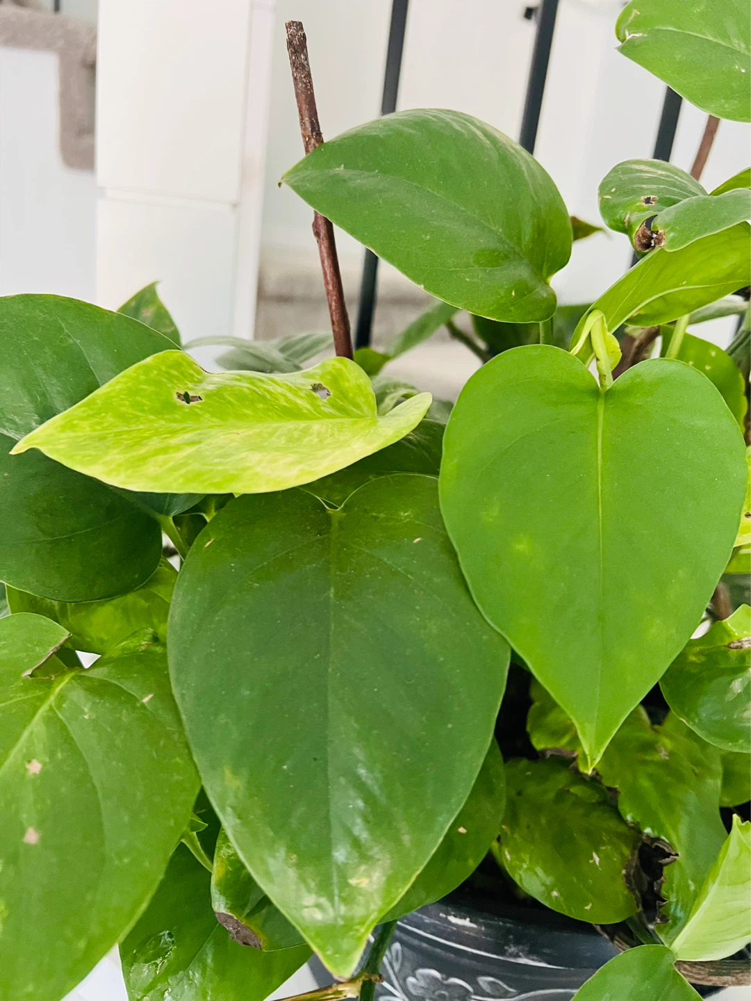 Pothos Plant in Decorative Pot