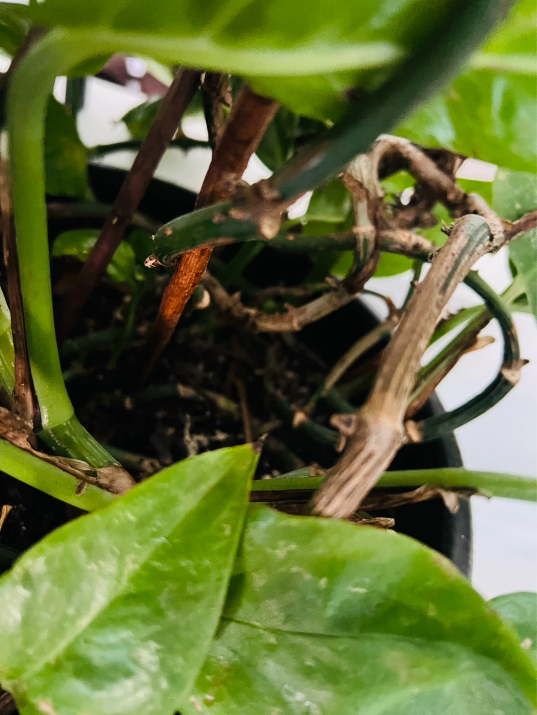 Pothos Plant in Decorative Pot - photo 3
