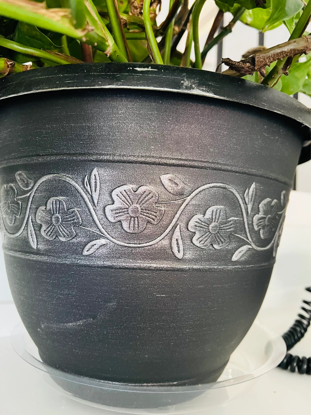 Pothos Plant in Decorative Pot - photo 4
