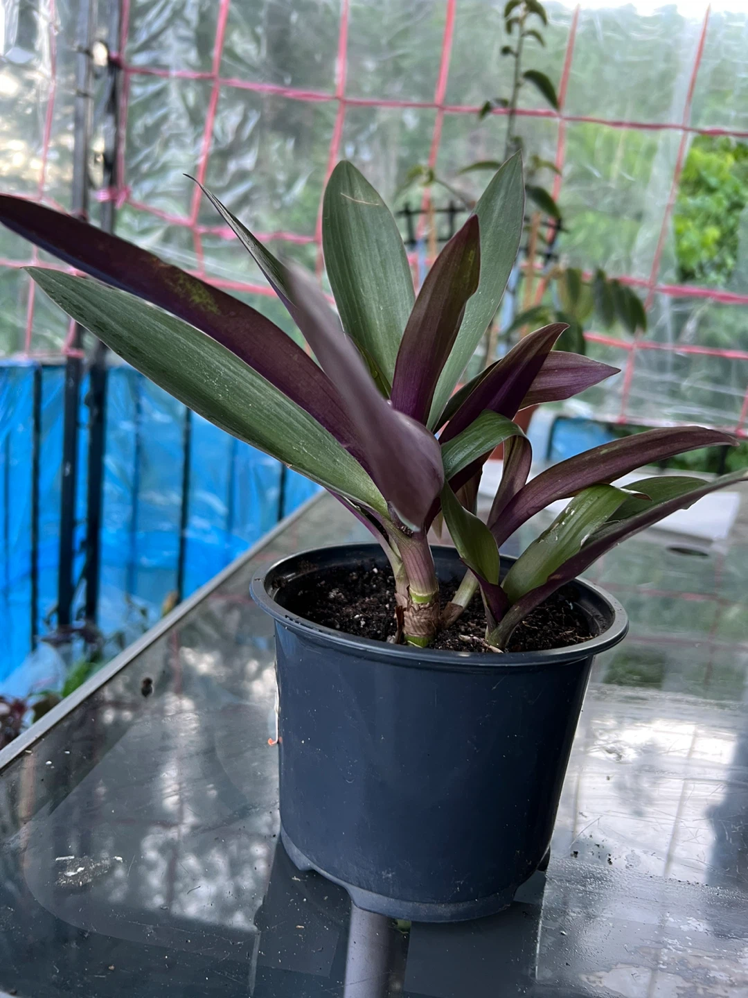 Tradescantia Spathacea Plant