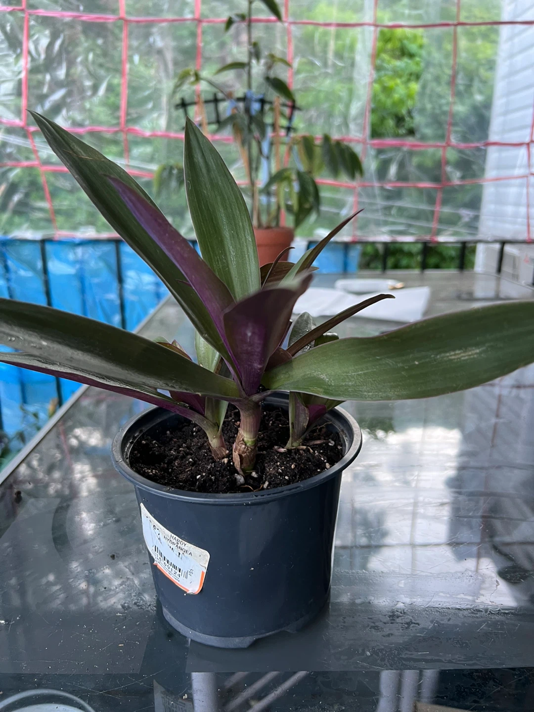 Tradescantia Spathacea Plant - photo 2