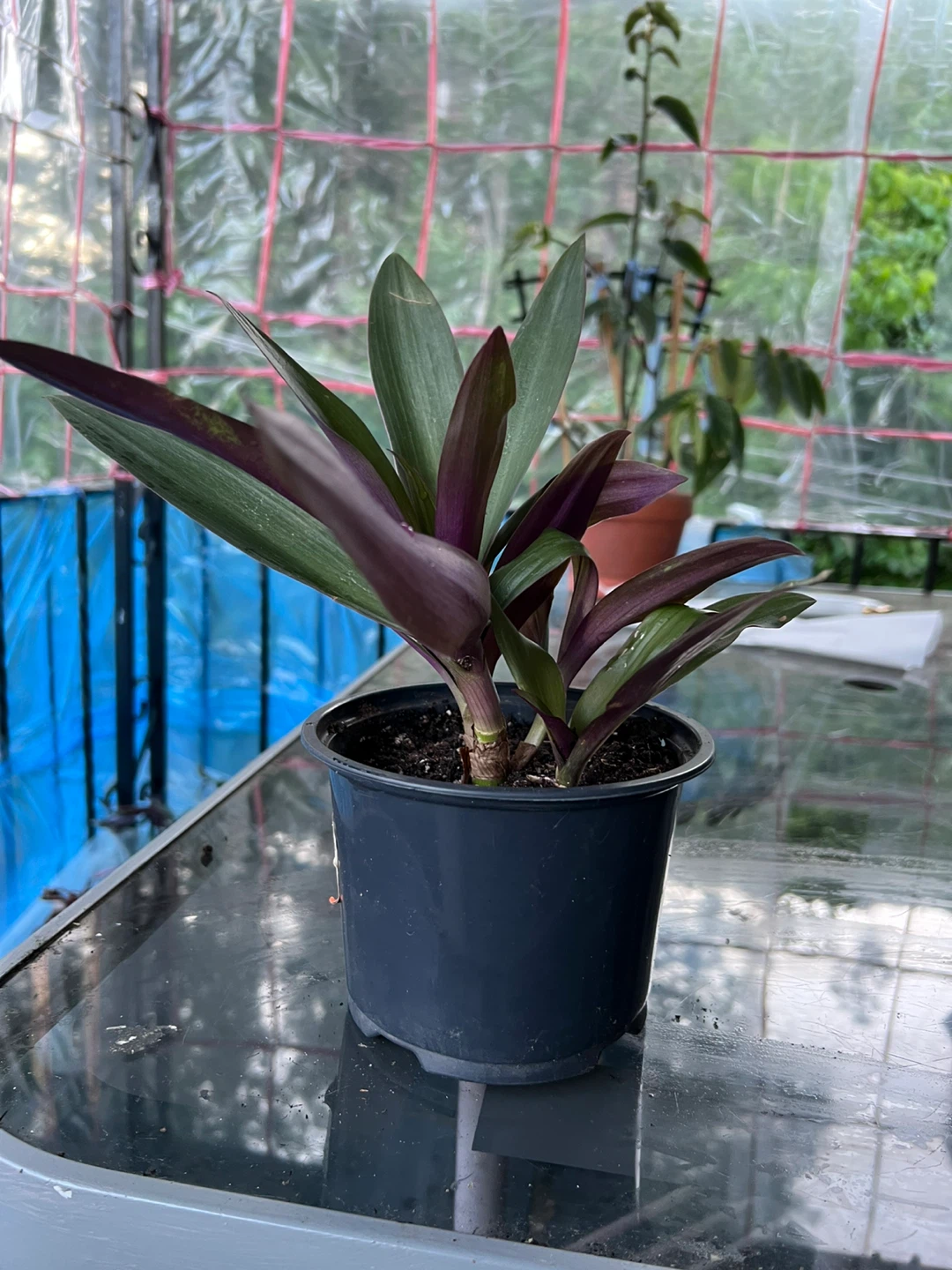 Tradescantia Spathacea Plant - photo 4