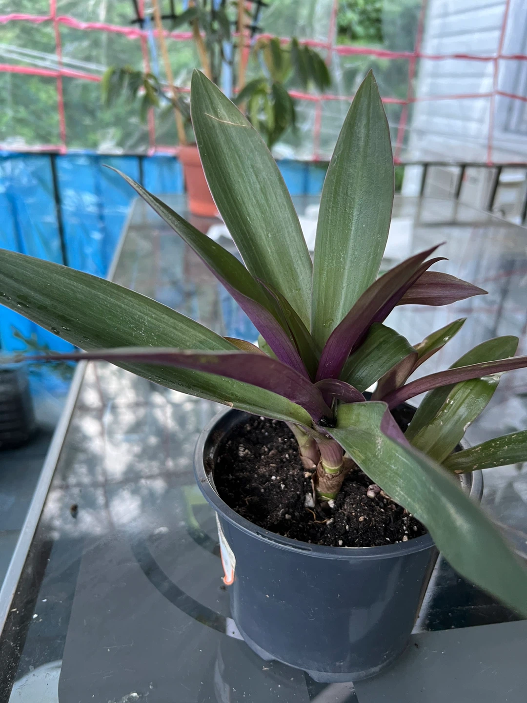Tradescantia Spathacea Plant - photo 5
