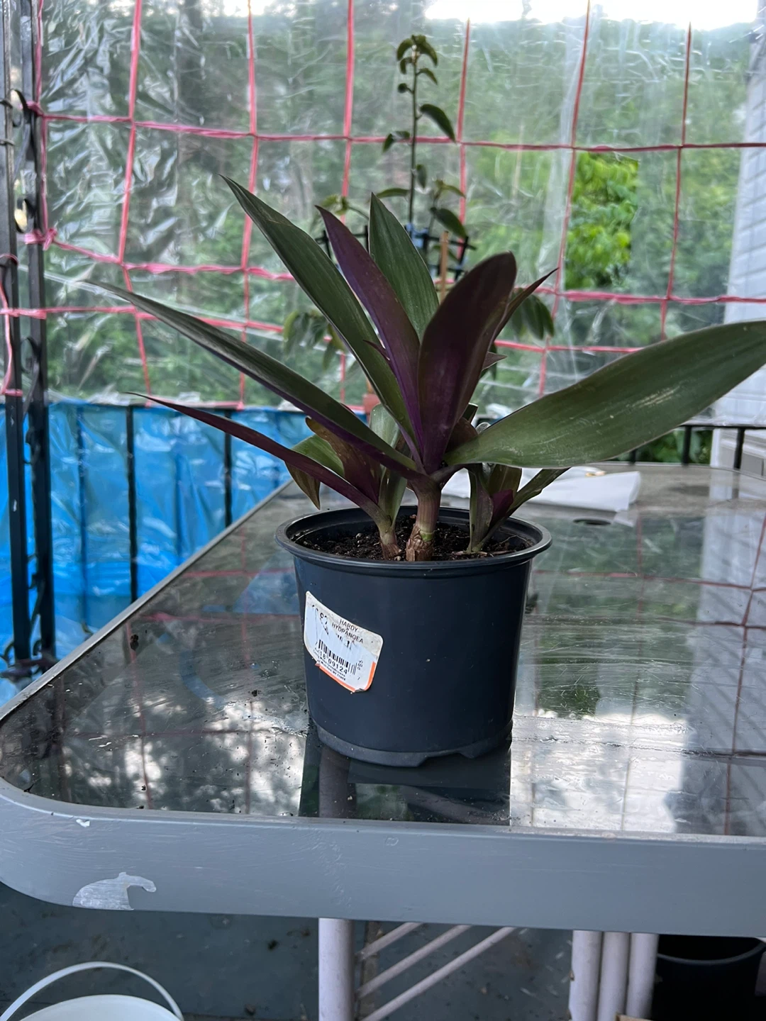 Tradescantia Spathacea Plant - photo 3