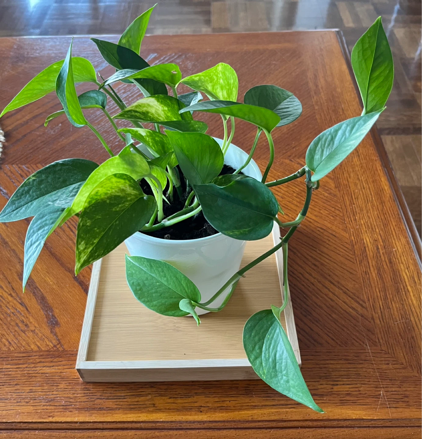 Pothos Plant in White Pot.