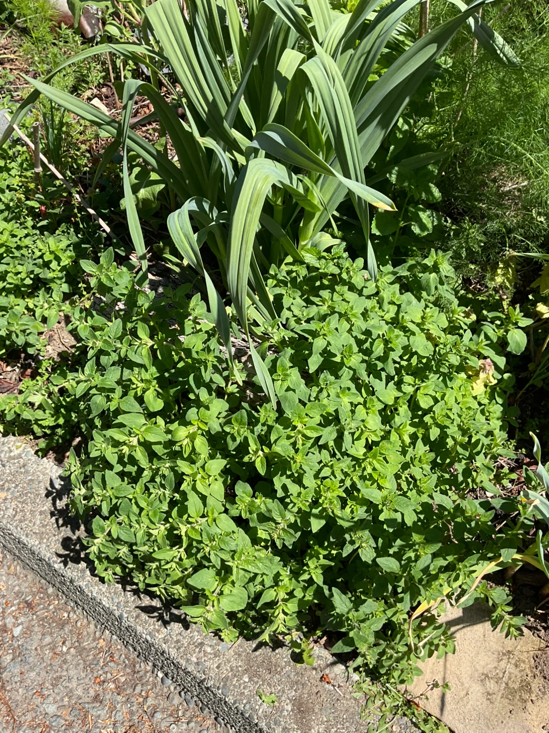 Plants