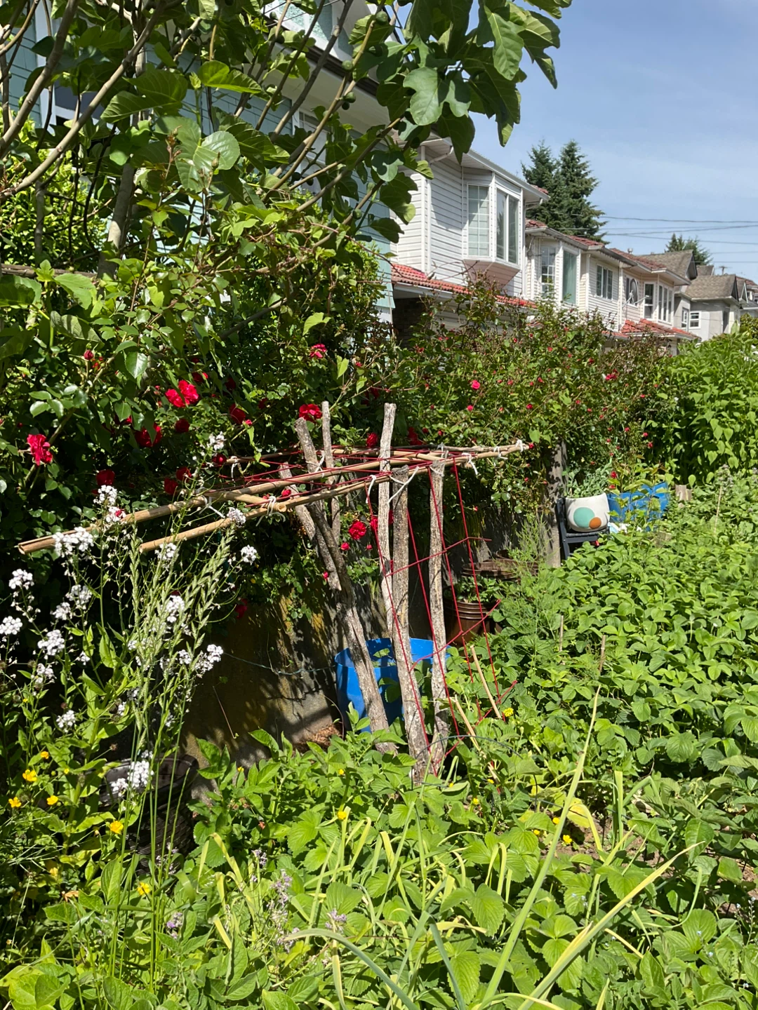 Bamboo garden trellis with red twine