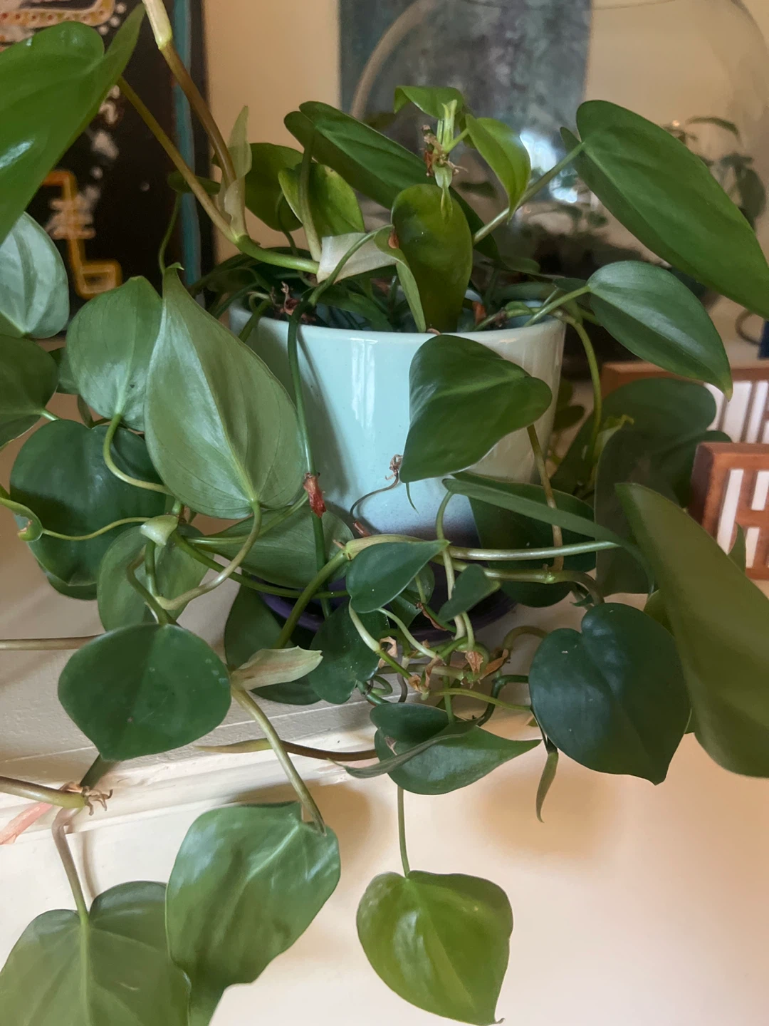 Heartleaf Philodendron Plant