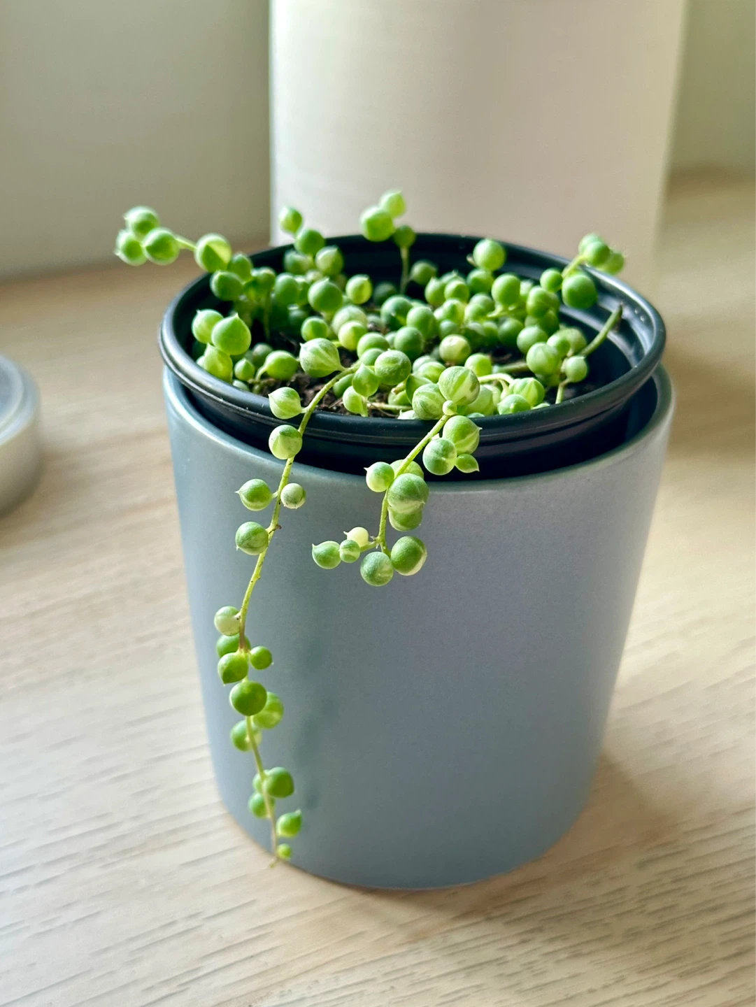 String of Pearls Variegata (Senecio Marble) Plant - photo 2