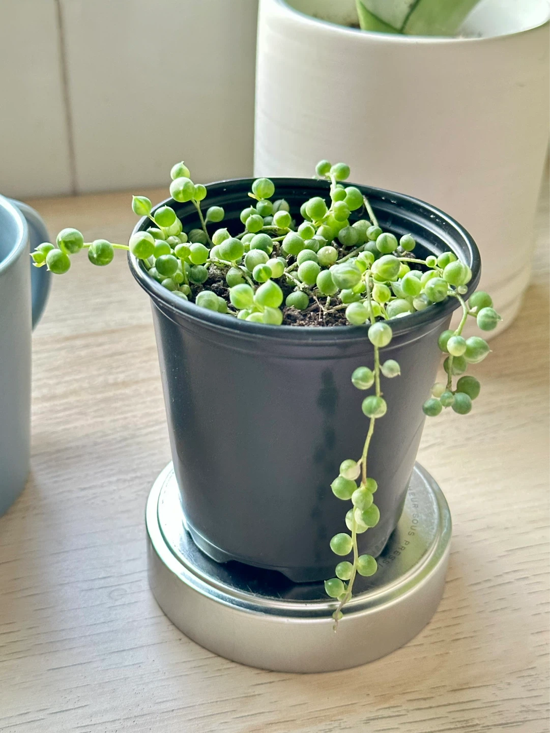 String of Pearls Variegata (Senecio Marble) Plant - photo 3
