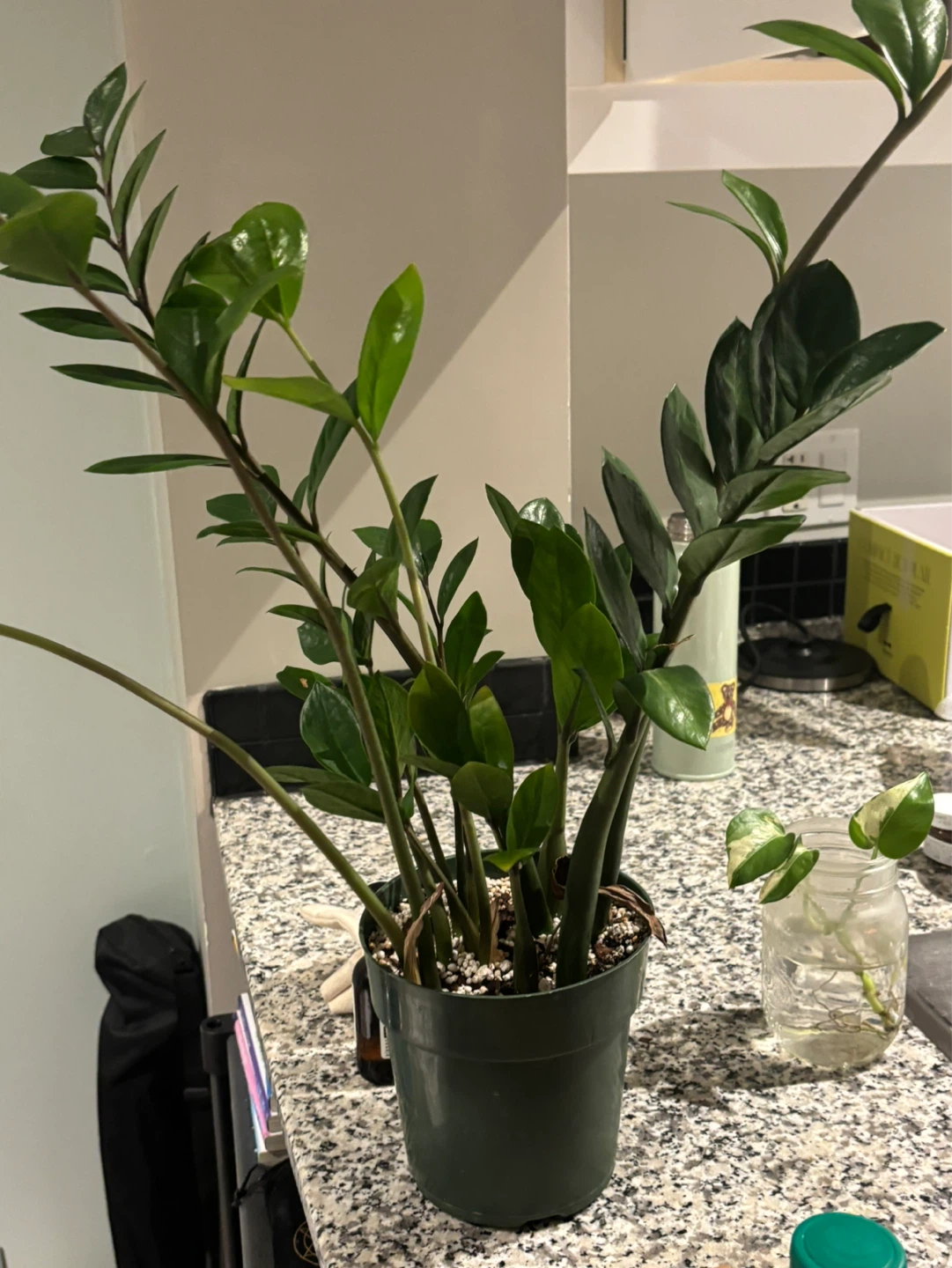 ZZ Plant in Pot